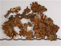 略無色亞粒陷兜衣藏品圖，第1張