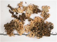 略無色亞粒陷兜衣藏品圖，第3張