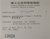 劍形兜衣藏品圖，第2張