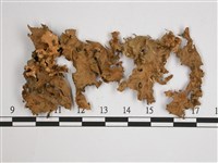 劍形兜衣藏品圖，第1張