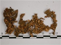 劍形兜衣藏品圖，第3張