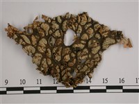 劍形兜衣藏品圖，第3張