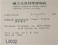 劍形兜衣藏品圖，第2張