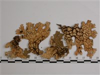 劍形兜衣藏品圖，第3張