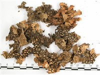 兜衣藏品圖，第3張