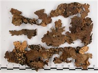 兜衣藏品圖，第1張