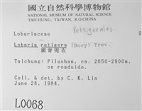 網脊兜衣藏品圖，第2張