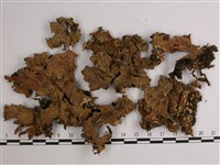網脊兜衣藏品圖，第1張