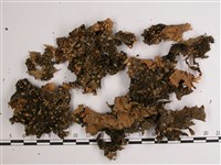 網脊兜衣藏品圖，第3張