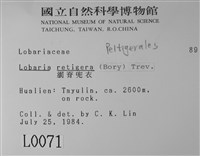 網脊兜衣藏品圖，第2張