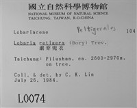 網脊兜衣藏品圖，第2張