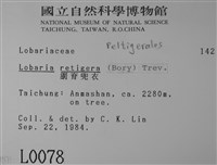 網脊兜衣藏品圖，第2張