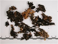 網脊兜衣藏品圖，第3張