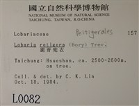 網脊兜衣藏品圖，第2張