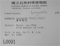 網脊兜衣藏品圖，第2張