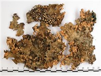 網脊兜衣藏品圖，第1張