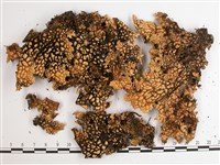 網脊兜衣藏品圖，第3張