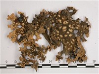 吉本氏兜衣藏品圖，第3張