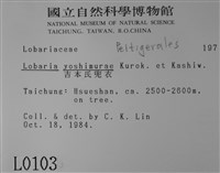 吉本氏兜衣藏品圖，第2張