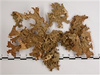 吉本氏兜衣藏品圖，第1張