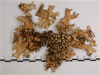 吉本氏兜衣藏品圖，第3張