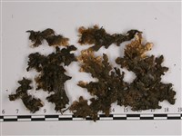 東方兜衣藏品圖，第3張