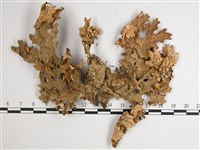 東方兜衣藏品圖，第1張