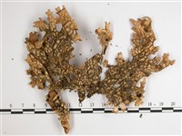 東方兜衣藏品圖，第3張