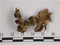 擬文字兜衣藏品圖，第1張