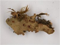 擬文字兜衣藏品圖，第3張