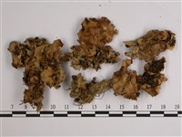 擬文字兜衣藏品圖，第1張