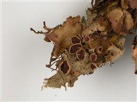 擬文字兜衣藏品圖，第3張