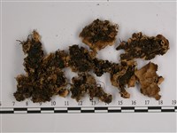 擬文字兜衣藏品圖，第4張