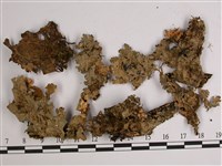 中國兜衣藏品圖，第1張