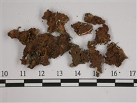 厚兜衣藏品圖，第1張