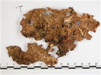 樹棲兜衣藏品圖，第1張