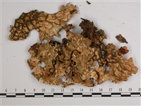 樹棲兜衣藏品圖，第3張