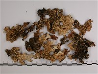 樹棲兜衣藏品圖，第3張