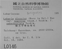 擬文字變色兜衣藏品圖，第2張