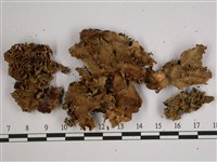 擬文字變色兜衣藏品圖，第1張