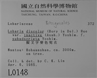 擬文字變色兜衣藏品圖，第2張