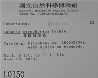 環磷酸兜衣藏品圖，第2張