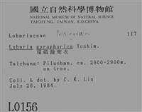 環磷酸兜衣藏品圖，第2張