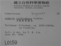 叉狀針芽兜衣藏品圖，第2張