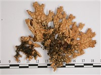叉狀針芽兜衣藏品圖，第3張