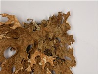 叉狀針芽兜衣藏品圖，第4張