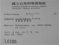 叉狀針芽兜衣藏品圖，第2張