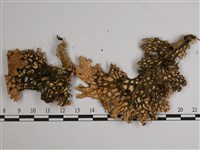 叉狀針芽兜衣藏品圖，第3張
