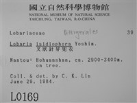 叉狀針芽兜衣藏品圖，第2張