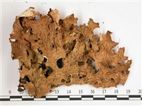 叉狀針芽兜衣藏品圖，第1張